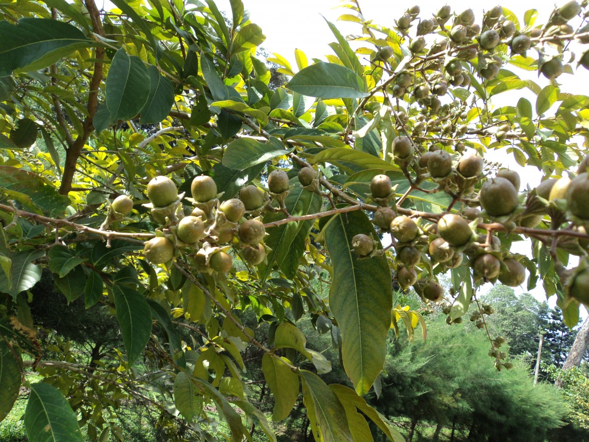 Lagerstroemia speciosa (L.) Pers.